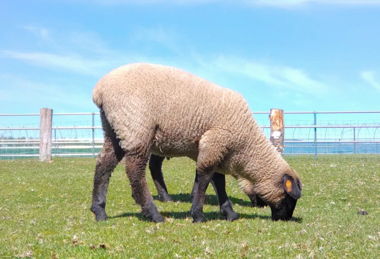 高級肉用種サフォークひつじ